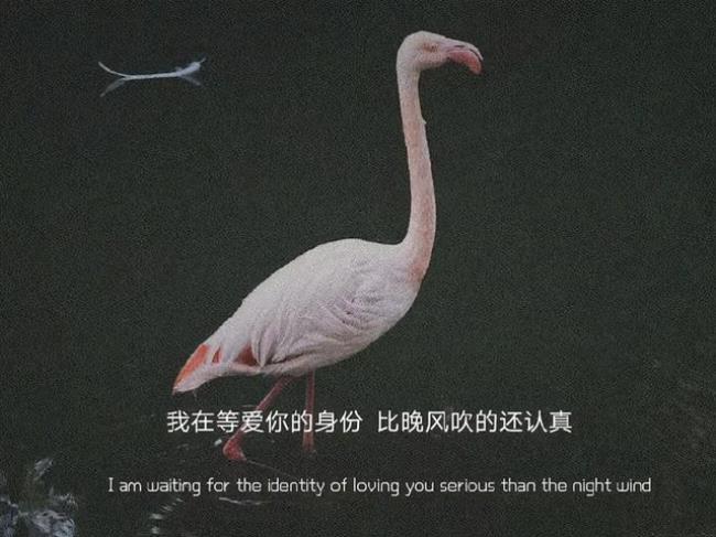 什么样的人玩什么样的鸟文案