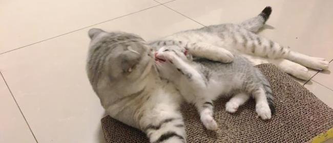猫咪总舔毛是为什么