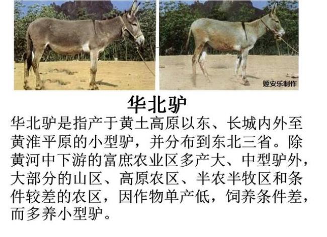 驴繁育方式有哪些