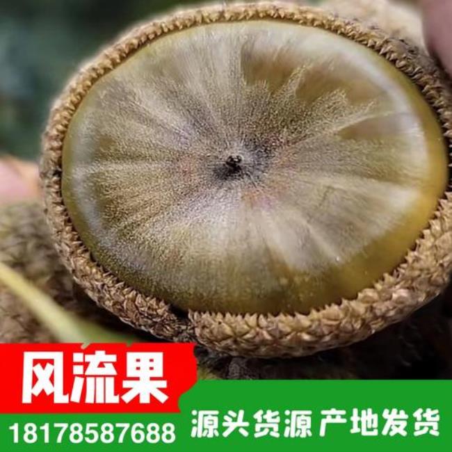 风流果产地
