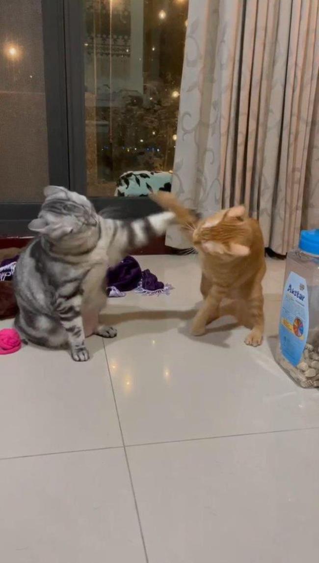 两只小猫小狗打架要怎么办