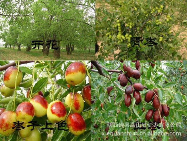 陕北地区为什么大量种植红枣