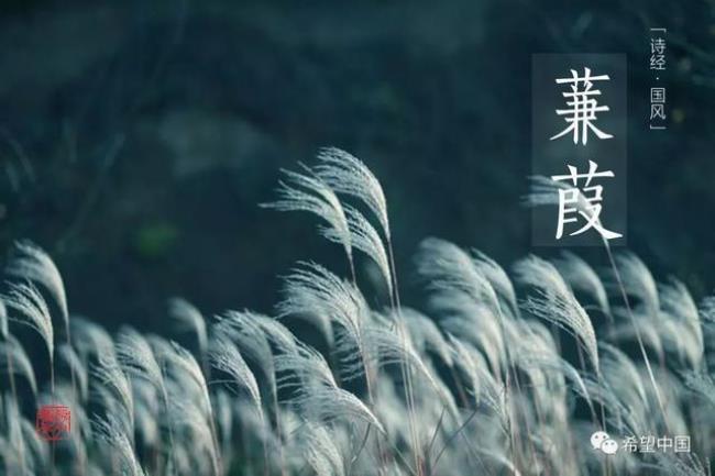 四季伊人什么意思