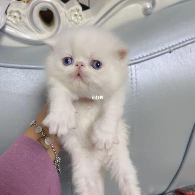 加菲猫眼睛为什么是异瞳