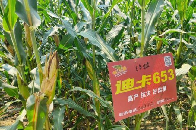 迪卡9696玉米品种说明