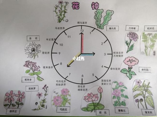 花钟的六种花怎么写