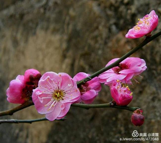 忘了吧梅花泪原唱完整版