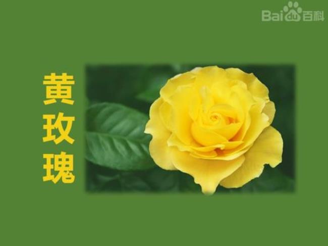 黄玫瑰怎么水养