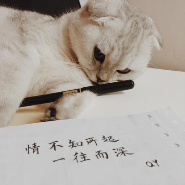 情不知所终是什么意思