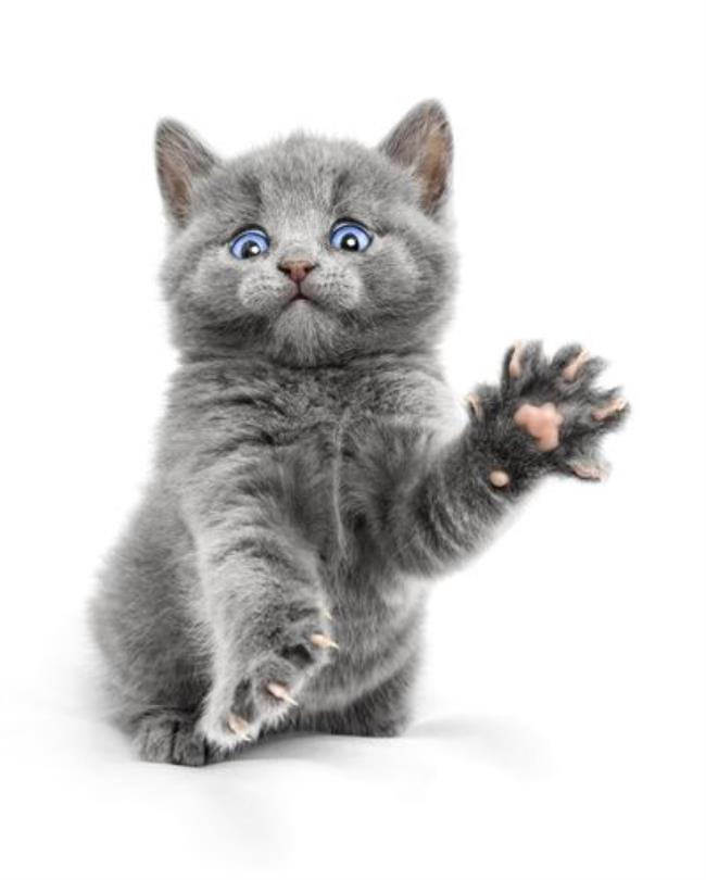 耳朵灰色的猫身上白色叫什么