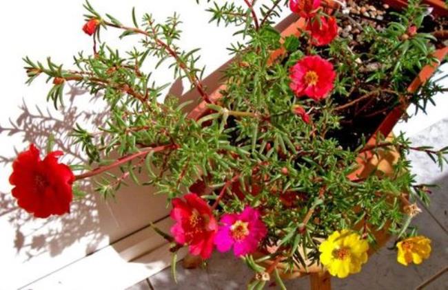 避孕药怎么浇花