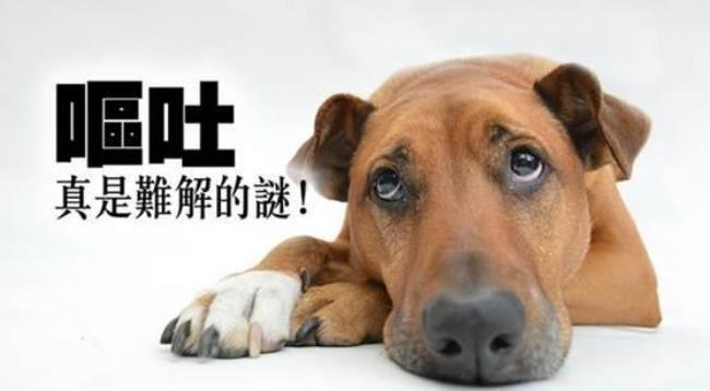 为什么养狗了家里就没老鼠了
