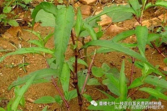 酿酒草有哪些