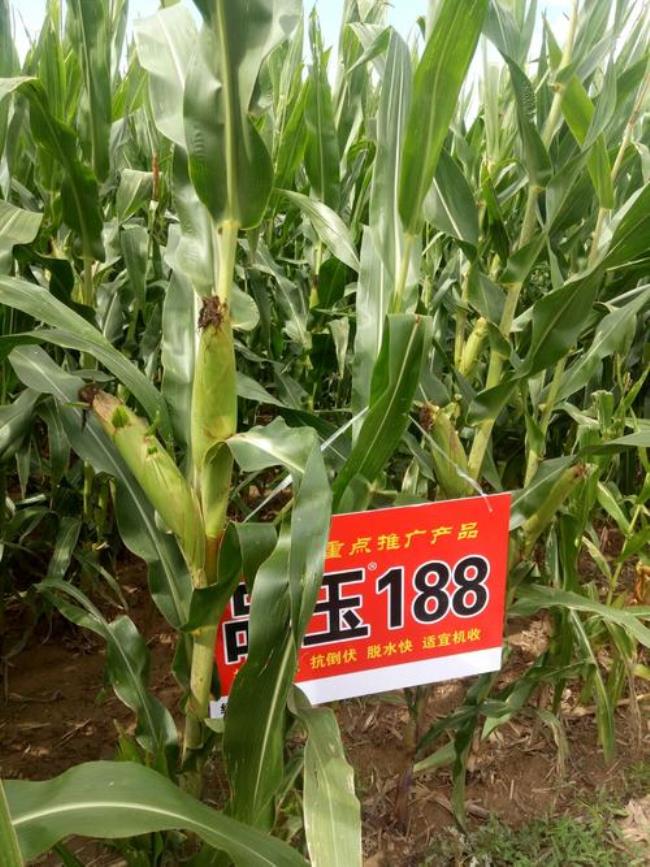 迪卡2188玉米审定公告