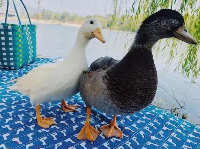 鸭子的特点是什么
