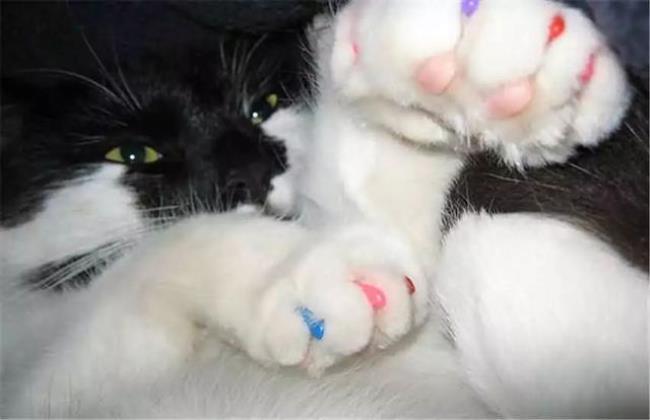 小猫为什么喜欢用爪子拍主人