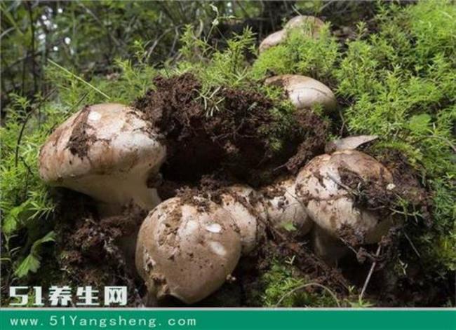 黑松茸是什么