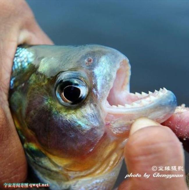 食人鱼为什么不吃人