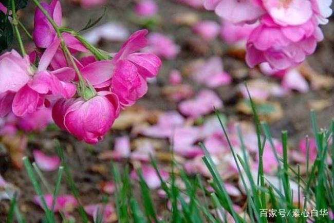 夜听风雨声声是什么生肖