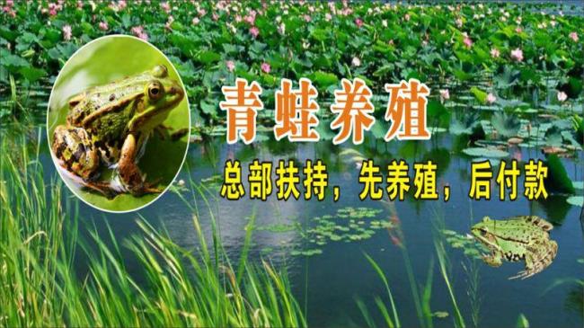 青蛙养殖技术