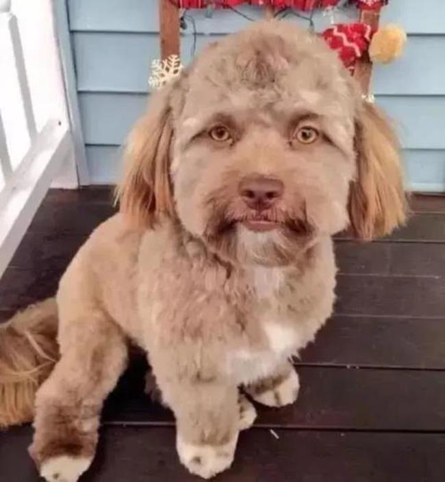 富家出恶犬啥意思