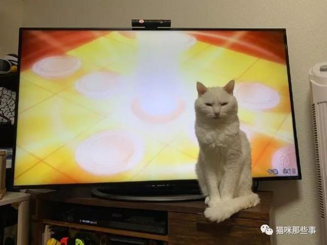 猫老抓电视怎么办