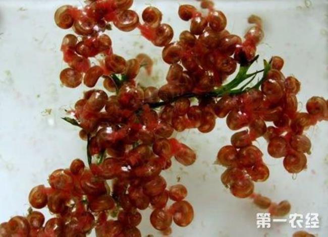 囊螺卵多久孵化出小螺
