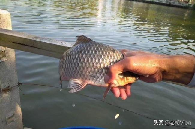 钓鱼怎样辨别鱼是否上钩
