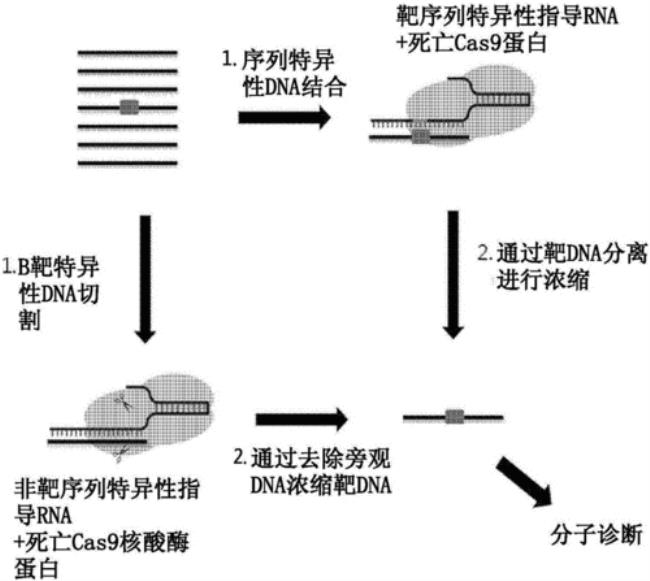 目的基因的检测与鉴定原理