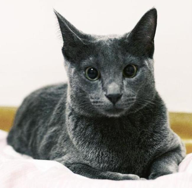 希澈的猫"韩J希范的J是谁