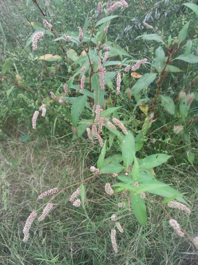 八根草还叫什么名