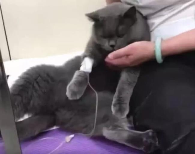 小猫多久开始打针