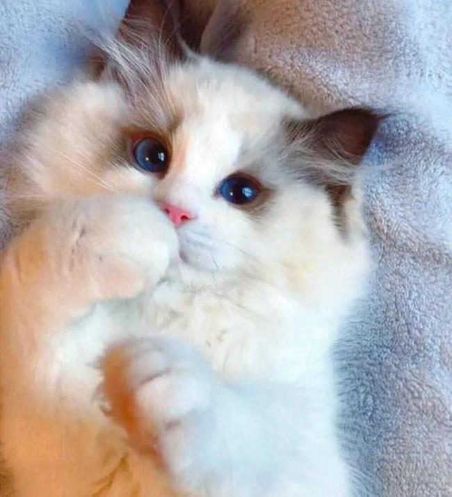 你们的布偶猫长多大