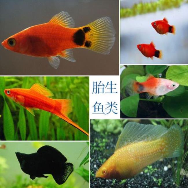 热带鱼红箭鱼下崽多长时间一窝