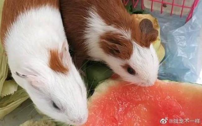 荷兰猪为什么那么能吃