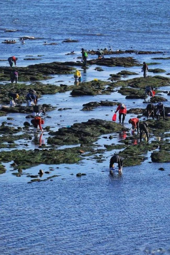 夏家河子赶海最佳位置