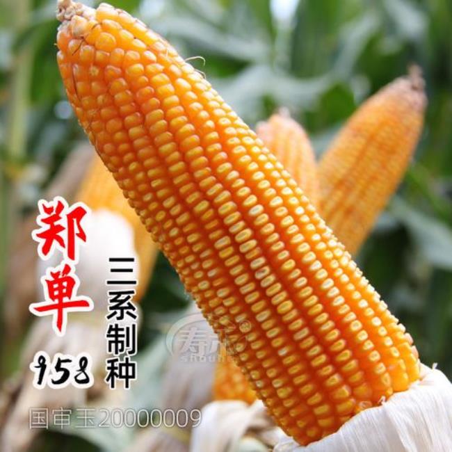 迪卡玉米种子2188和2235哪个好