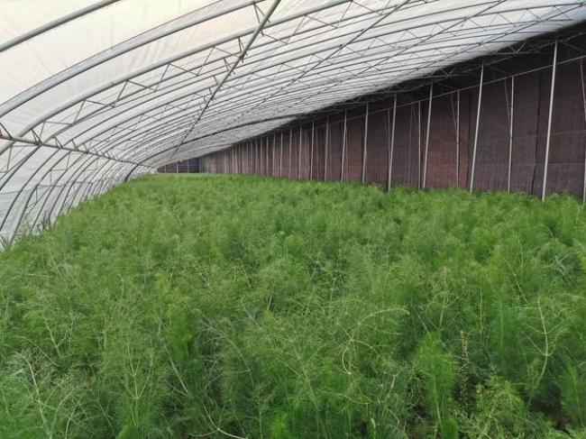 茴香覆膜的种植方法