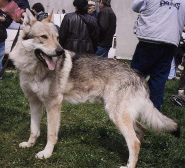 哪些城市禁养捷克狼犬