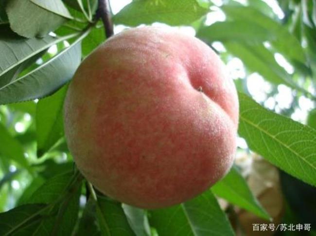 水蜜桃在什么季节成熟