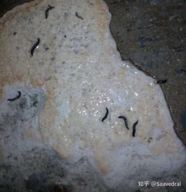 蛾蚋怎么能彻底消灭