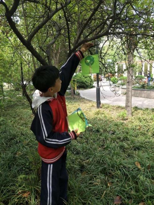 保护树木还是爱护树木