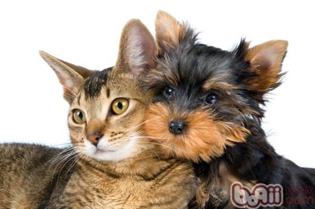猫狗可以共同饲养吗