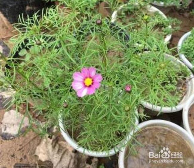 格桑花如何栽植