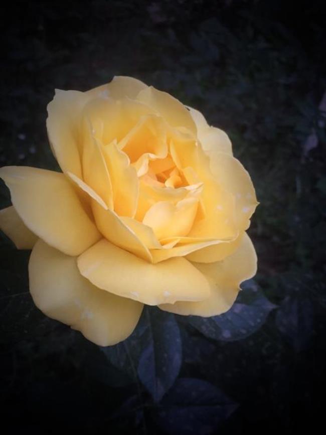 五月的青春花语