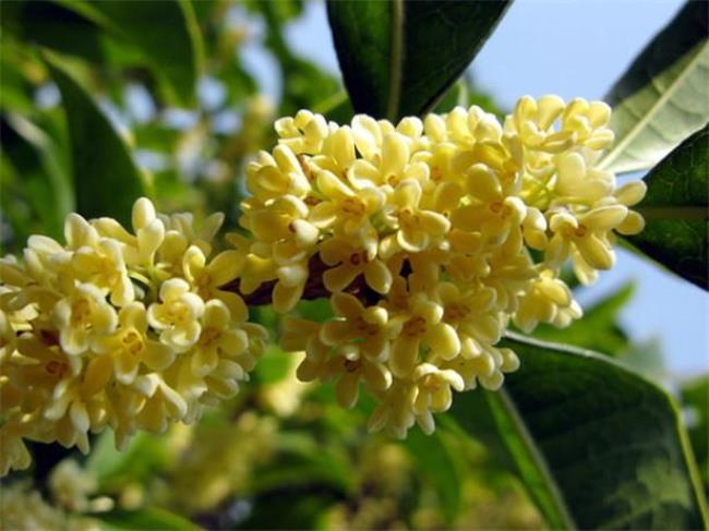 八月桂花香是哪种桂花