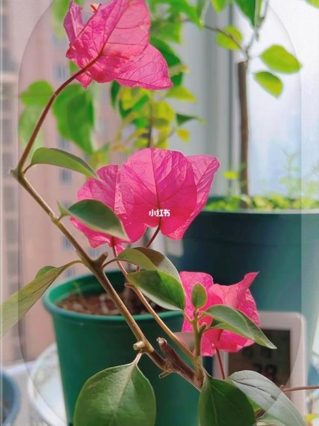 桑巴最好的品种