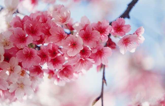 红叶樱花花期多长时间