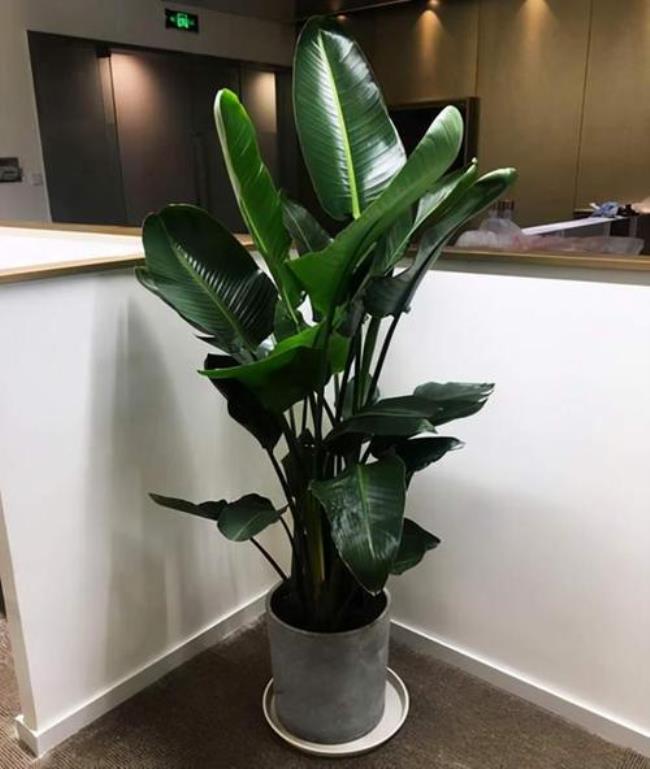 亚洲天堂鸟怎么样