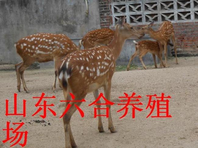 养200只梅花鹿利润是多少